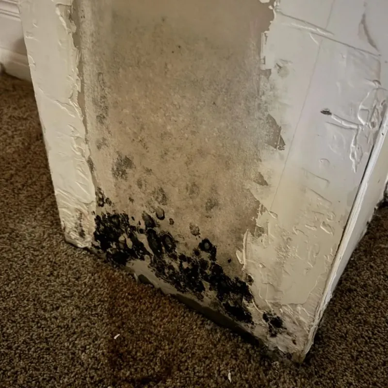 Professional Mold Removal in Clinton Township, MI